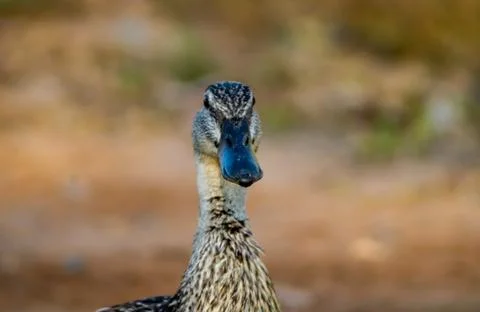 Ducks in freedom Stock Photos