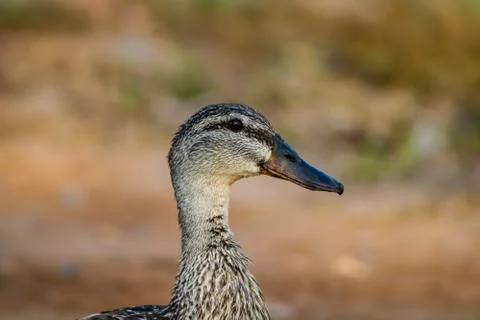 Ducks in freedom Foto stock