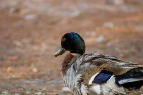 Ducks in freedom Stock Photos