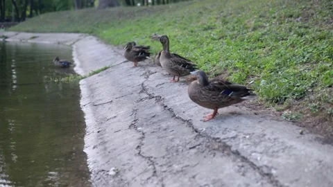 Ducks in the fresh air. Ducks rest by the pond Stock Footage 136757329