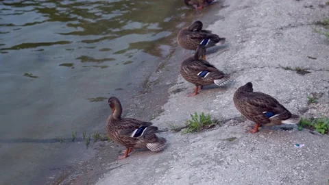Ducks in the fresh air. Ducks rest by the pond Stock Footage 136757485