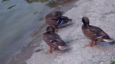 Ducks in the fresh air. Ducks rest by the pond Stock Footage 136757632