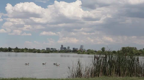 Ducks in front of city Video stock 33846956