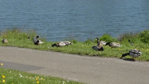 Ducks in front of a lake Stockbeeldmateriaal 155398927