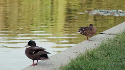 Ducks in front of a pond Stock Footage 296536250