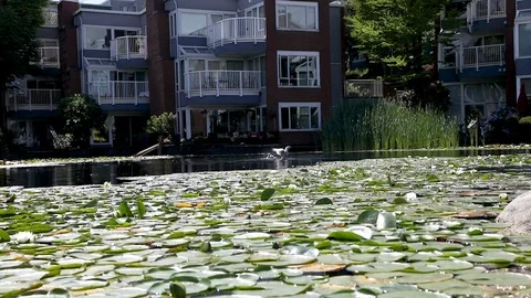 Ducks in the  Front-water Video stock 94934516