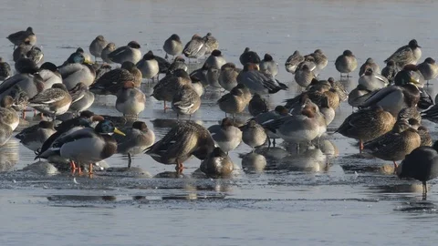 Ducks on a frozen lake Stock Footage 101968576