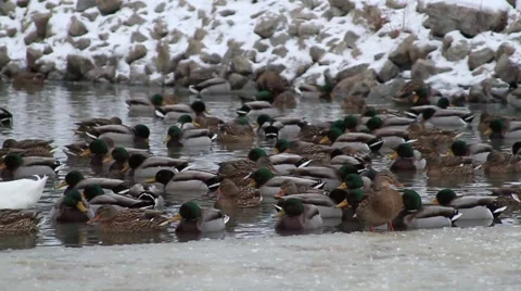 Ducks In Frozen Pond Stock Footage 1033588