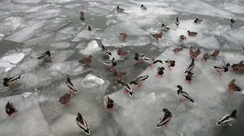 Ducks on a frozen river in winter Stockbeeldmateriaal 47029488