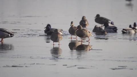 Ducks On Frozen Water. Ducks Swim In Cold Water. Search For Food. Rest. Stock Footage 88564301