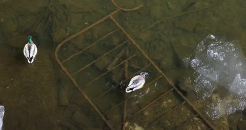 Ducks in a garbage at the bottom river 스톡 동영상 223470323