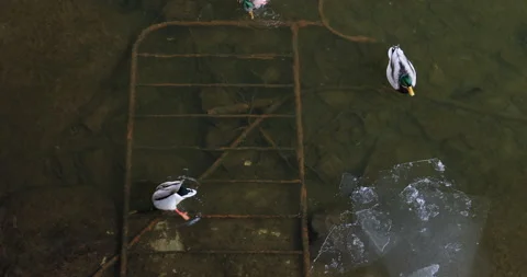 Ducks in a garbage at the bottom river 库存影片 223470956