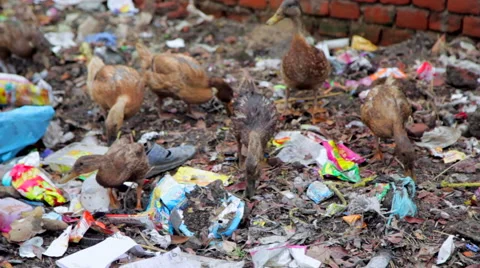 Ducks on a Garbage Dump Stock Footage 41758772
