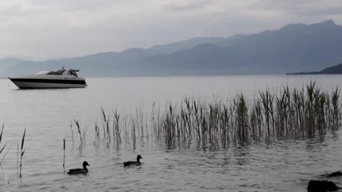Ducks On The Garda Lake Stock Footage 154501657
