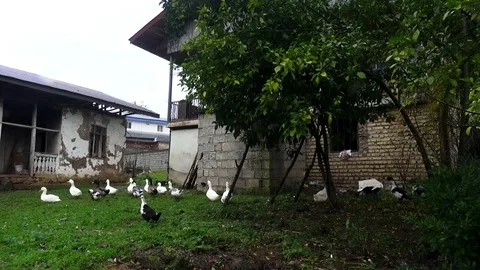 Ducks in the garden Stock Footage 104415537