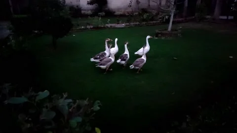 Ducks in a garden in night 動画素材 201855234