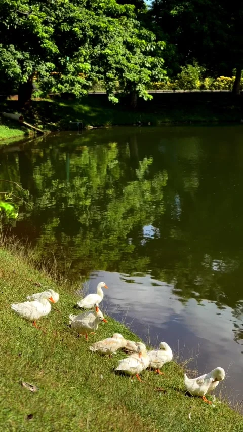 Ducks gather along the edge of a tranquil pond Vídeos de archivo 338379799