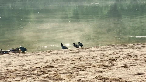 Ducks gather along a sandy shore near calm water Video stock 344981144