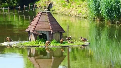 Ducks gather around a small house on the pond in the afternoon light Stock Footage 337965146