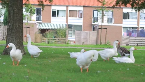 Ducks gather in front of the house and the green grass Stock Footage 213916092