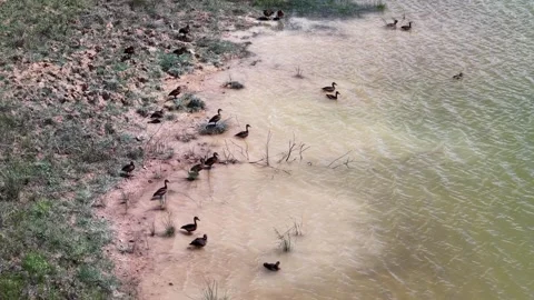 Ducks gather near water's edge Vídeos de archivo 344825985