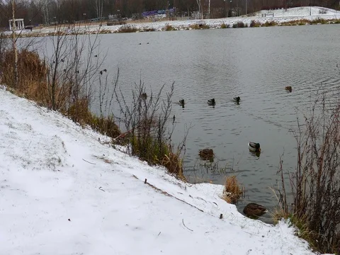 Ducks Gathering to Eat Stock Footage 73547761