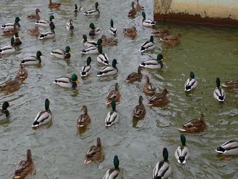 Ducks Gathering for Food Stock Footage 73547620
