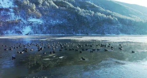 Ducks Gathering Together In The Middle Of Ice Cold Mountain Lake With Aged Stock-Footage 300474073