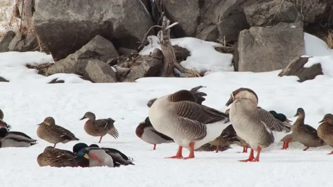 Ducks &amp; Geese Video stock 149161322