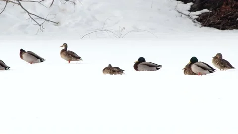 Ducks &amp; Geese Video stock 149161325