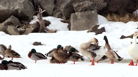 Ducks &amp; Geese Stock Footage 149161340