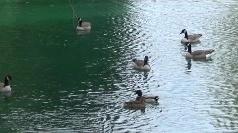 Ducks &amp; Geese in Pond 스톡 동영상 42851613
