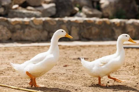 Ducks gently stroll on warm sandy soil beneath the sun at a tranquil Russian  Stock Photos