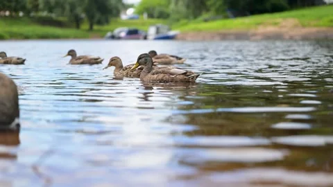 Ducks glide calmly across quiet, reflective river surface. Green trees line.. Stock Footage 340040024