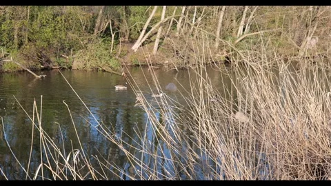 Ducks glide calmly through reeds and calm water Stock Footage 344069758