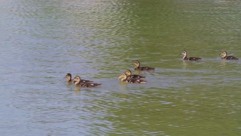 Ducks glide peacefully across calm green water. Young birds swim close Stock Footage 342025129