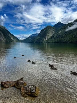 Ducks glide peacefully across pristine mountain lake Stock Photos