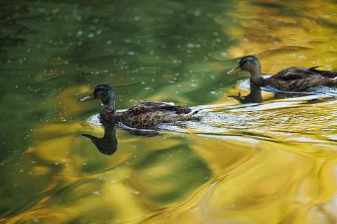 Ducks Glide Through Golden Reflections Stock Photos