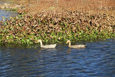 Ducks glide through shallow water beside lush marsh plants 스톡 사진