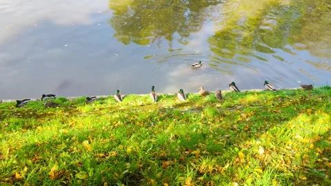 Ducks Gliding on River Stock Footage 314157194