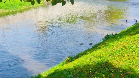 Ducks Gliding on River 库存影片 314559726