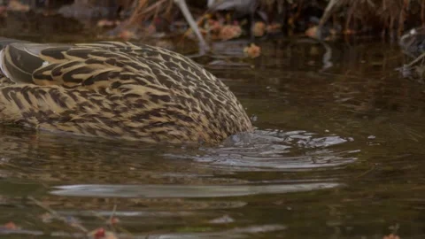 Ducks gliding through calm water showcase their elegance and captivating Stock Footage 305379779