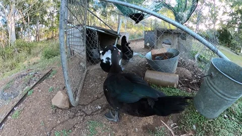 Ducks go into pen after free-ranging during the day Stock Footage 315268042