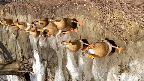 Ducks go in single file one after another. funny ducks. vertical video Video stock 174385852