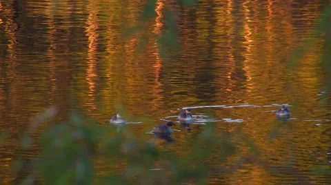 Ducks on golden pond Stock Footage 2923859