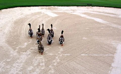 Ducks in Golf Field Stock Photos