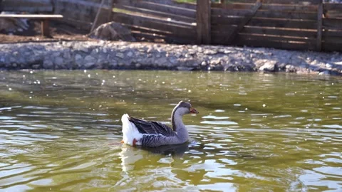 Ducks gracefully glide in the pond, amidst geese and swans Stock Footage 280618753