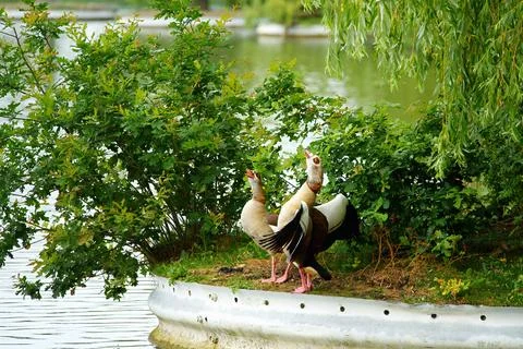 Ducks gracefully standing and stretching wings near water with trees, creat.. Stock Photos