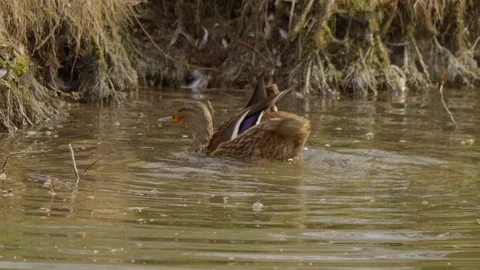 Ducks gracefully swimming and preening in the tranquil, serene waters of their Stock Footage 305379765