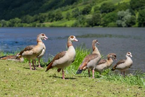 Ducks on the grass along the riverside Stock Photos